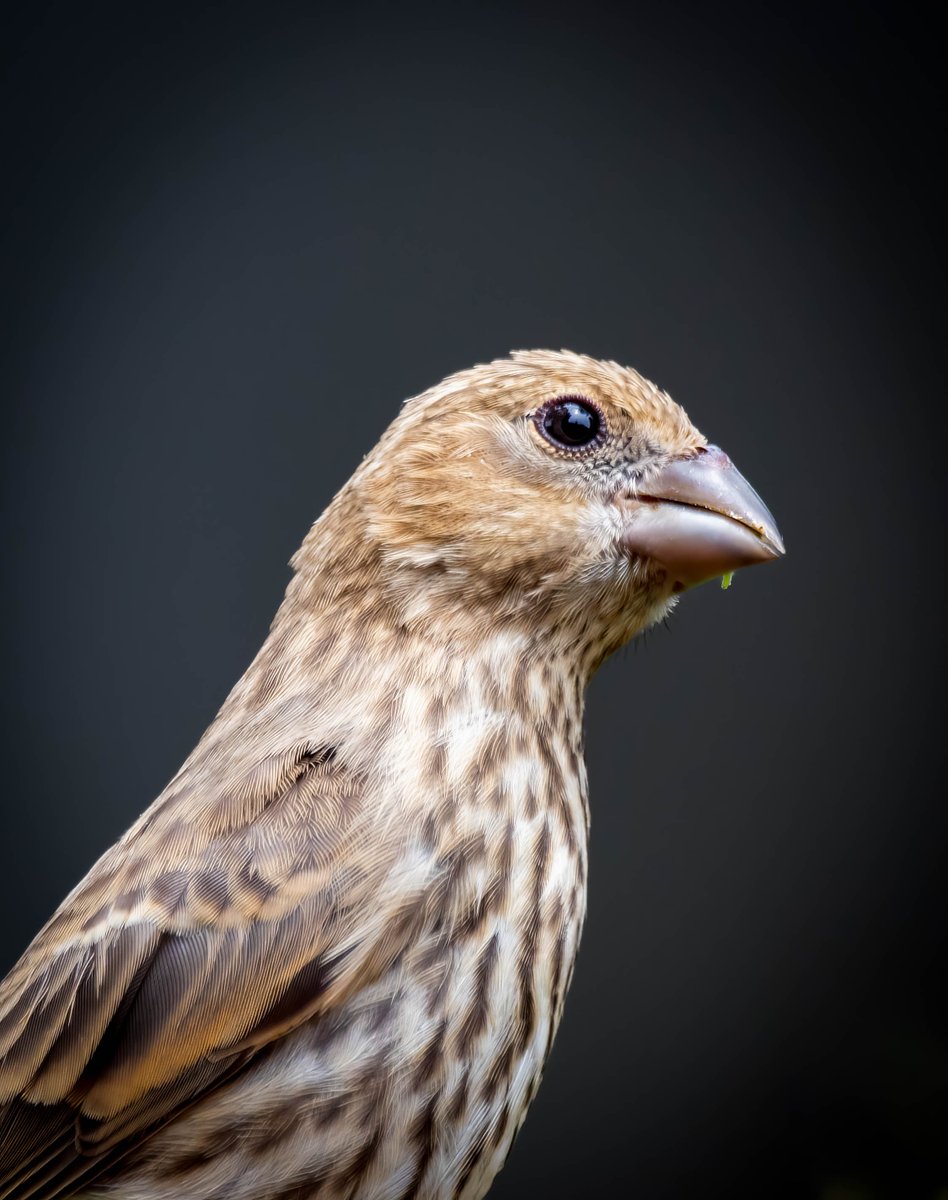 Pensive House Finch