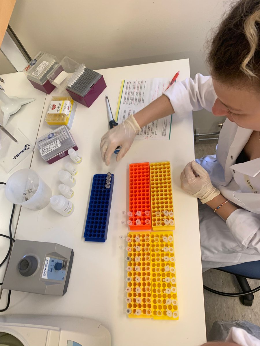 c_dibernardi's tweet image. Off we go! Started labwork with @LoanZumbach to investigate wolf diet in southern Sweden where wolves are expanding into multi-prey areas. Lots of wolf scats to process! 🐺💩🧬
#labwork #scat #wolfdiet #DNA #research #mastethesis