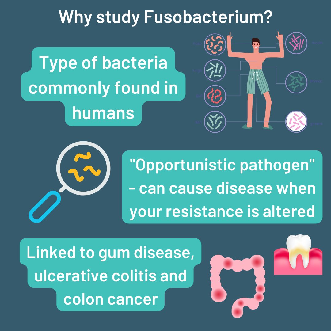 3/5 🧵
Why study F. nucleatum? It’s a type of bacteria commonly found in healthy humans.'Opportunistic pathogen' - can cause disease when your resistance is altered. Linked to #gumdisease, #ulcerativecolitis and #coloncancer.