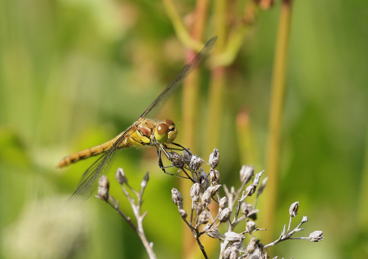 Here are some more of my 'Dragon Bonanza' from yesterday! 1st is a Common Darter on flower seeds.
Enjoy!
@Natures_Voice @NatureUK @BDSdragonflies @Britnatureguide