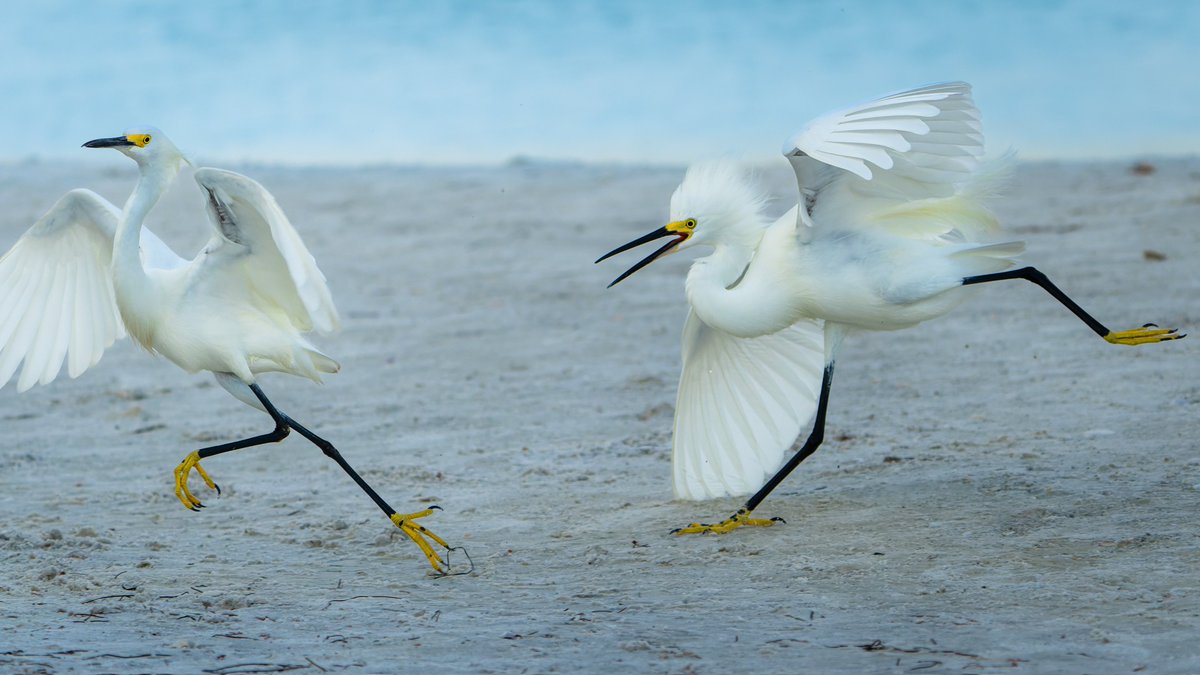 Snowy Egrets 
#photography #NaturePhotography #wildlifephotography #thelittlethings
