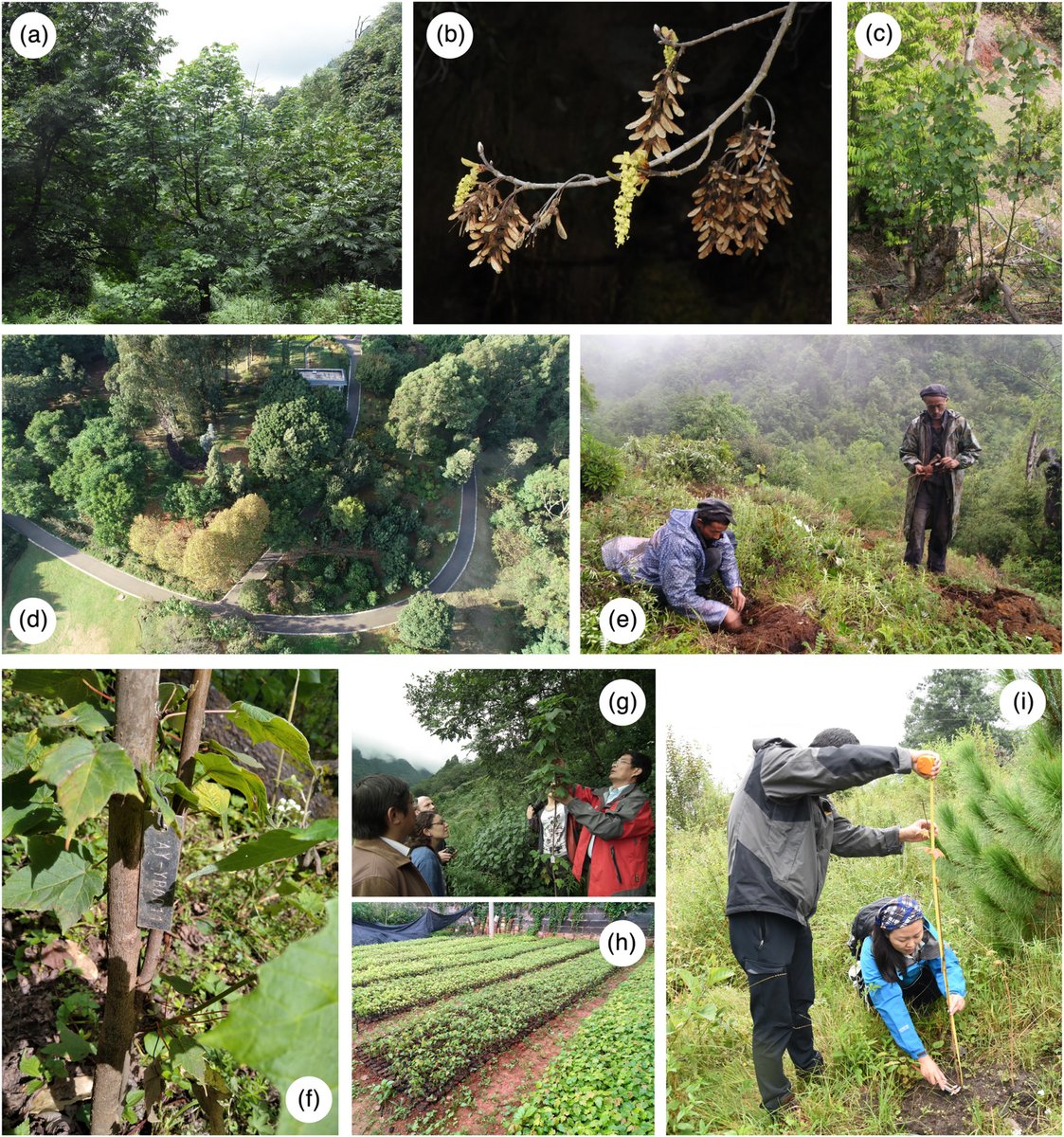 plantspplplanet's tweet photo. Integrated #conservation of Acer yangbiense: A case study for conservation methods of plant species with extremely small populations
π https://t.co/qTjTiYXDgr
#GlobalTreeAssessment https://t.co/dF8zreidZq