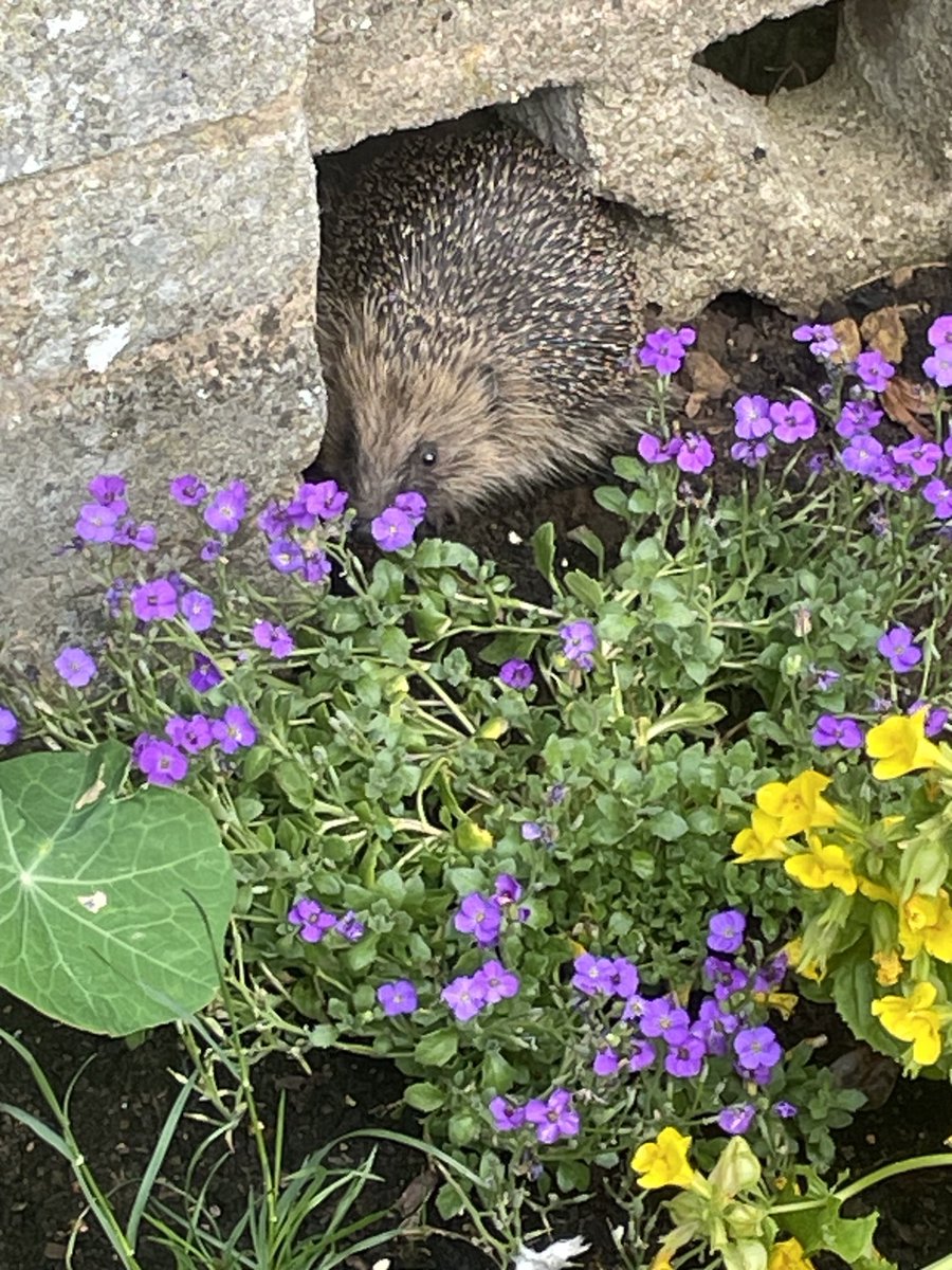 AstraeaE0s's tweet photo. ⁦@kerriegosneyTV⁩ ⁦@JoBlytheTV⁩ ⁦@itvweather⁩ ⁦@itvcalendar⁩ a surprise visitor this morning. Not seen a #hedgehog in our garden for years 🙂 https://t.co/TQbeOxgFUG