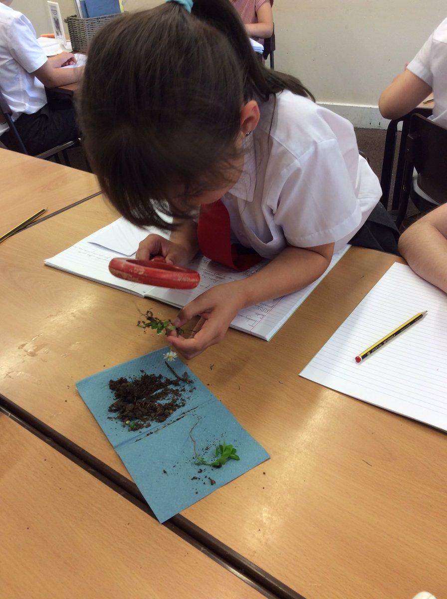 Year 3 have been looking at different root types (taproots and fibrous roots) and learning how the different structures absorb water and nutrients and transport them around the plant. 🌱 Thankyou to two helpful grandparents for donating some for us to help our learning.