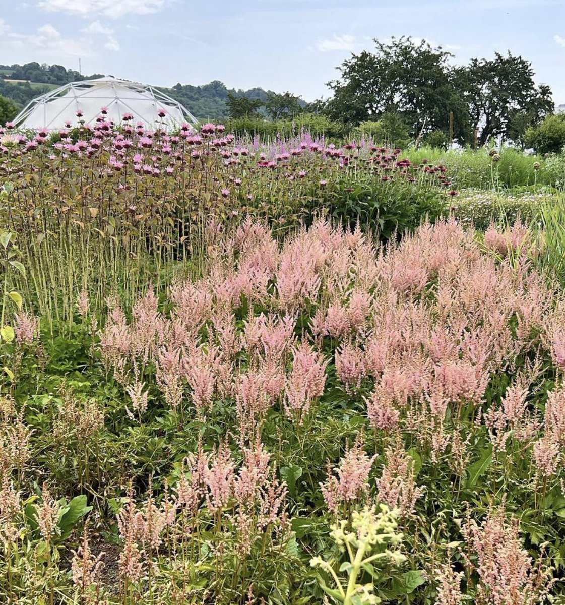 alicerawsthorn's tweet photo. “Every garden is a challenge, big or small, but if you’re afraid you’ll never do it again,” the great #PietOudolf, tells me in an interview for the latest episode of the #DesignEmergency podcast on his transformative work as a plantsman and garden designer
https://t.co/go1Ev9gNO7 https://t.co/IhNkVQXfYc