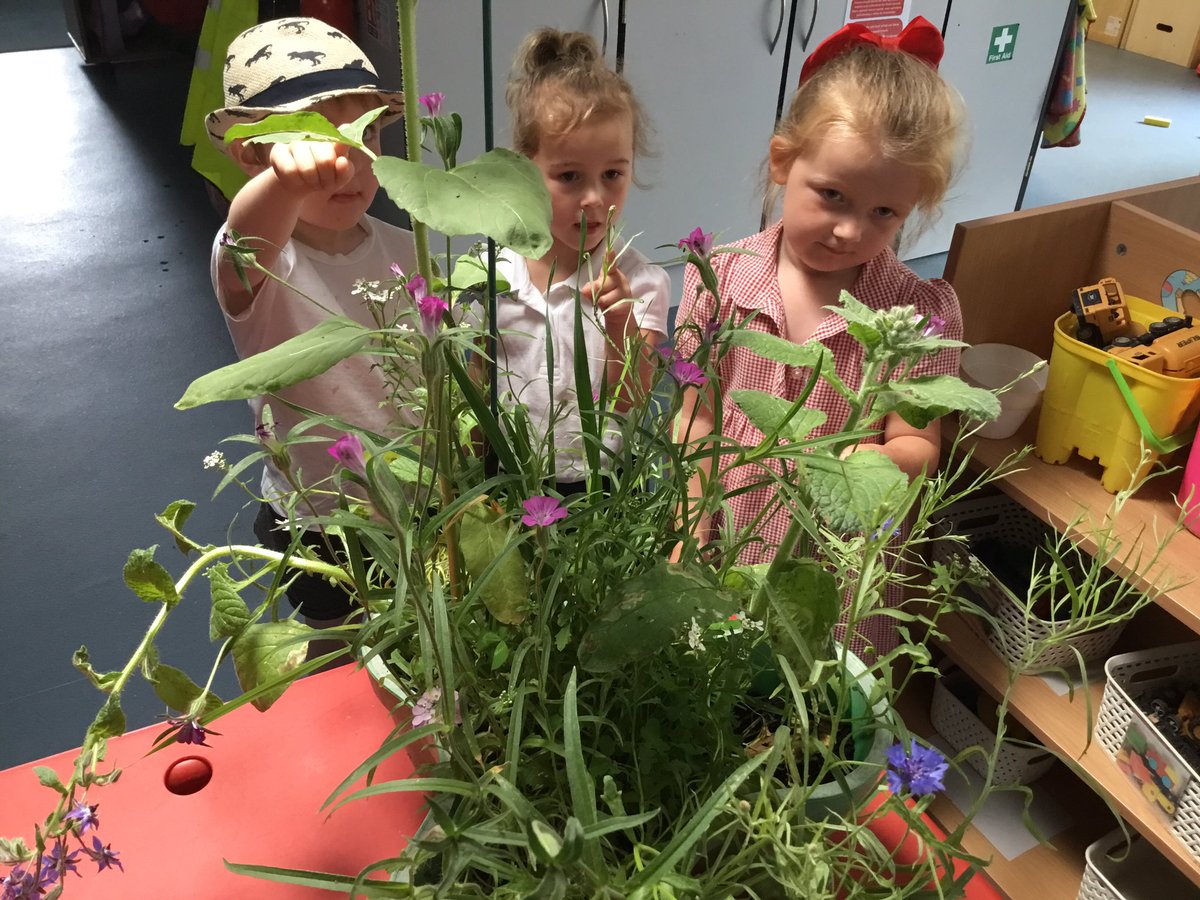 NurseryOPS's tweet image. Remember the Nose that Grows?! Well it did grow! Look at the beautiful flowers! #thenosethatgrows #opsscience