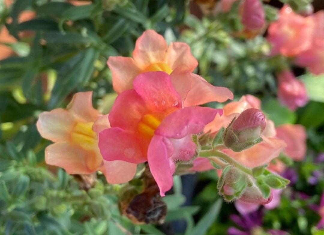 i_SolitudeSoul's tweet photo. Happy Evening ✨
#ThursdayViews #Flowers #FlowerPhotography #Twitter #PotPlants https://t.co/21HC3MDCgL