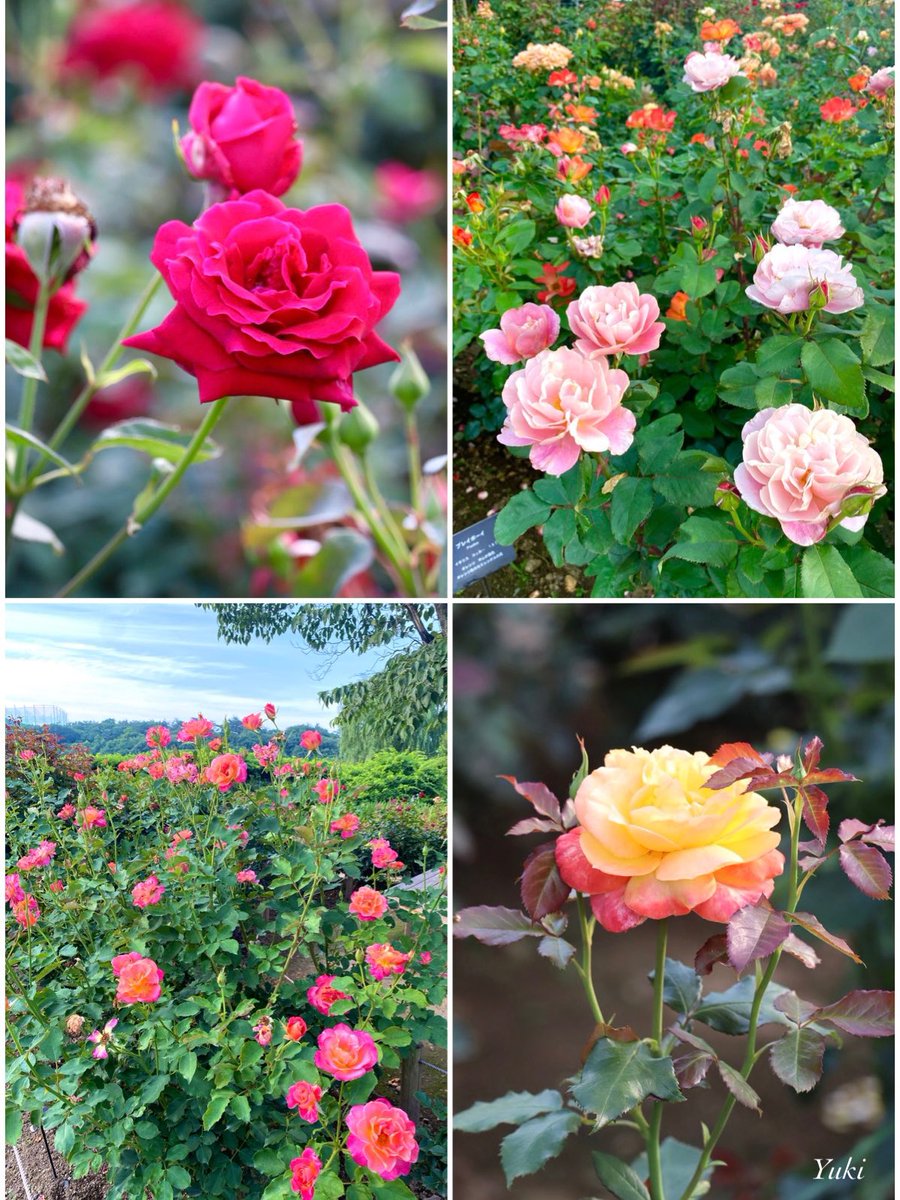 こんばんは🌙

あしかがフラワーパークにて
　🌹薔薇🌹💗
  2023/06/18

今日も一日お疲れ様でした.☪*ﾟ

#キリトリセカイ
#photography
#TLを花でいっぱいにしよう