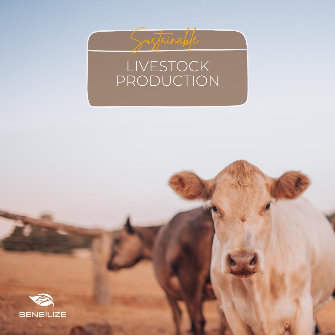 sensilize's tweet image. By implementing these practices, we can help ensure that livestock production is sustainable and environmentally friendly, while still meeting the growing demand for livestock products.

Visit our LinkedIn page to read more: bit.ly/3PpfjCE

#livestock #sustainability