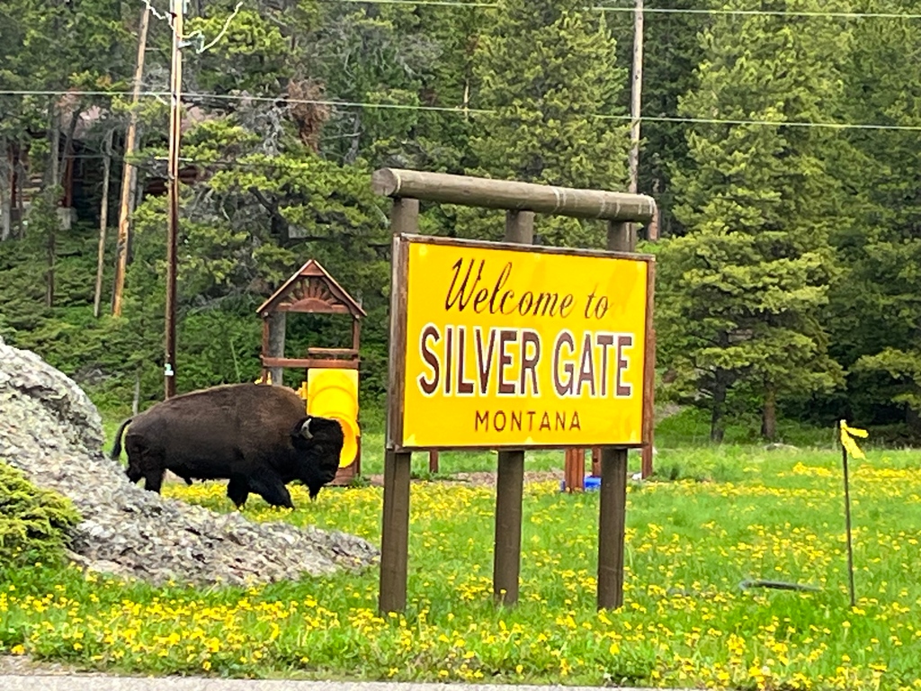 silvergate_MT's tweet photo. ... Seeing is Believing... Welcome to Silver Gate Montana!!! Doing What We Do Best... Connecting People to Nature!!! Photo Credit: Stephan #silvergatemontana #silvergatelodging #bison #wildlifephotography #nature #naturephotography #relax #unwind #experience #realmagic https://t.co/cHgcKg9pKg