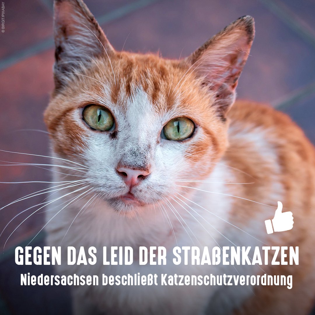 Vorbild: In #Niedersachsen sollen Halter ihre Freigänger-#Katzen bald kastrieren, kennzeichnen &amp; registrieren lassen. Nur so kann die unkontrollierte Vermehrung und das Leid der #Straßenkatzen gemindert sowie #Tierheime entlastet werden.

Bitte bundesweit!
tierschutzbund.de/news-storage/h…