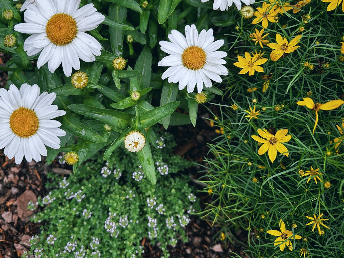 🚌 National attention, canine flu, and a five-year anniversary - mailchi.mp/gmrva/good-mor…