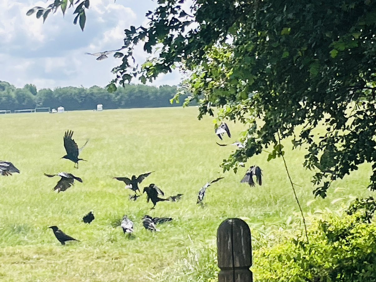 The #CrowCrew have fallen back in trust with me❤️

The vehicles have mostly gone & the change in their behaviour is marked.

A little patience & everything will go back to normal. 

2 litres of water & a big breakfast. Welcome back kids🫶🏽

#WildIsles 💚