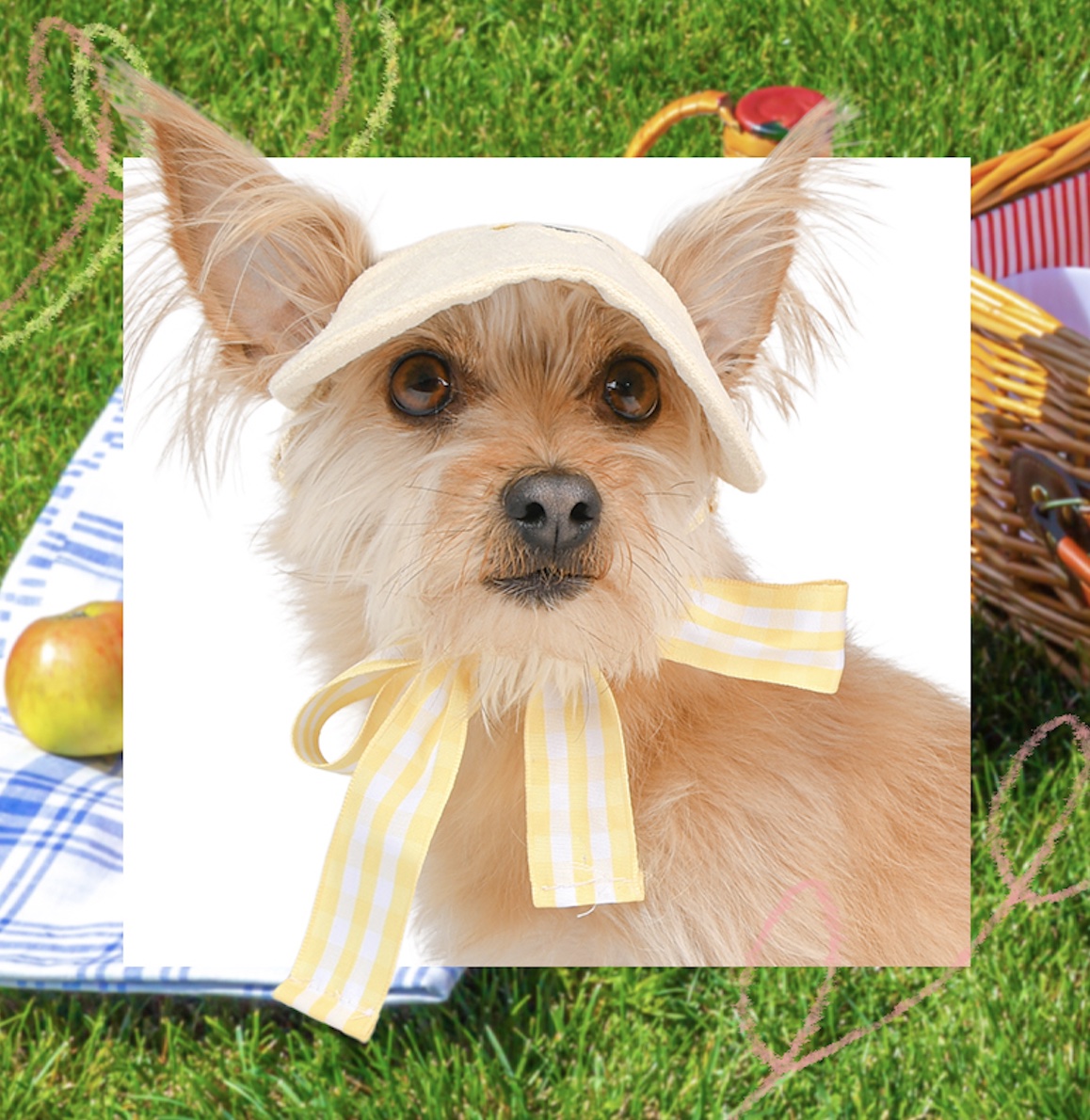PoppyPetLondon's tweet photo. Let your pup be the ultimate shady character with our Dog Sun Visor! 😎🐾 #TooCoolForUV" https://t.co/w1SgSBJcyQ