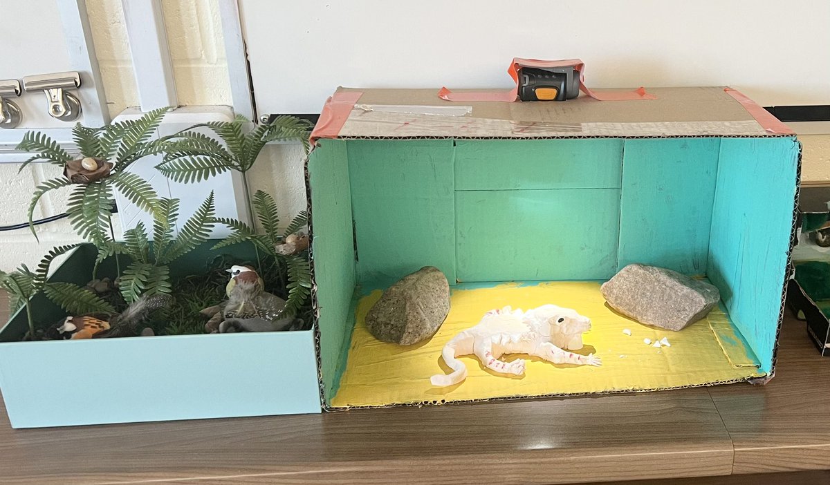 MrsMartinStAnne's tweet photo. My students’ phenomenal Biodiversity 3D Art Displays @stanne_school #stannestyle https://t.co/wXT2sMCnmd