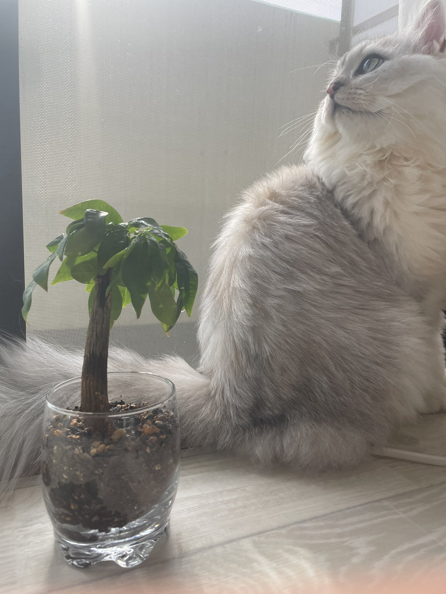 miyuKITTY on Twitter: "今日初めてAPEXとDBDした♡ 友達んちでやったから 帰宅して早速ダウンロード！ APEXは