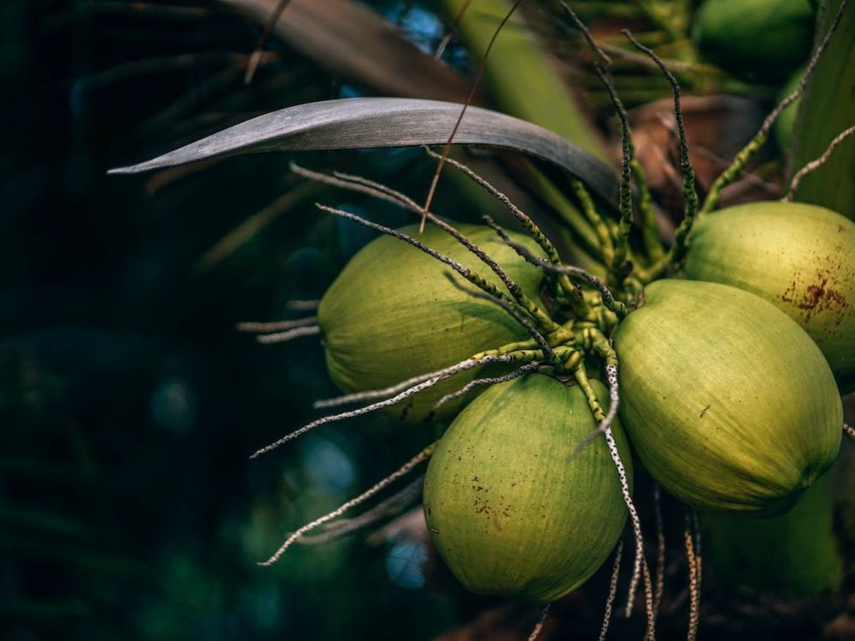 ZeeBusiness's tweet image. India is one of the largest coconut producers in the world, and these top 10 states contribute significantly to the country's coconut production. 🌴🌴

WEB STORY: zeebiz.com/web-stories/tr…

#CoconutProduction #Agriculture #Top10States