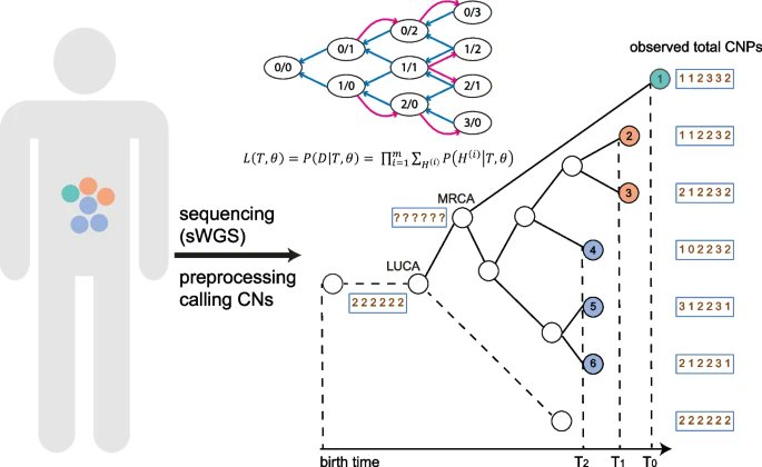 CNETML presented by @lubingxin @yosoykit @trevoragraham @zihengyang @cssb_lab &co @ucl is a new maximum likelihood method to infer phylogenies based on copy number profiles from multiple samples of patients which are helpful to understand #cancerevolution bit.ly/3pbeWBd