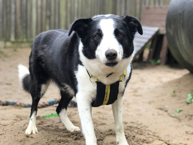 Please retweet to help Heidi find a home #ILFRACOMBE #UK 

Pretty Border Collie aged 8.  She's affectionate, loves walks and the outdoors, toys and fuss ❤️
She needs an adult home as the only pet. 

DETAILS or APPLY👇 dogstrust.org.uk/rehoming/dogs/…
#dogs #Collies #England #Devon