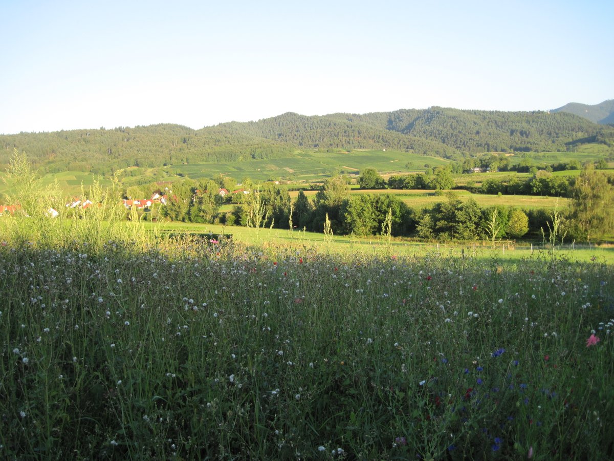 JaeFiction's tweet photo. I'm asking those who love the outdoors to post a picture YOU took. Just a pic. No description. The goal is to regain peace and harmony without negativity. Please copy the text, put a picture on YOUR page, and let's look at these beautiful pictures. https://t.co/5B9IHBmo8h