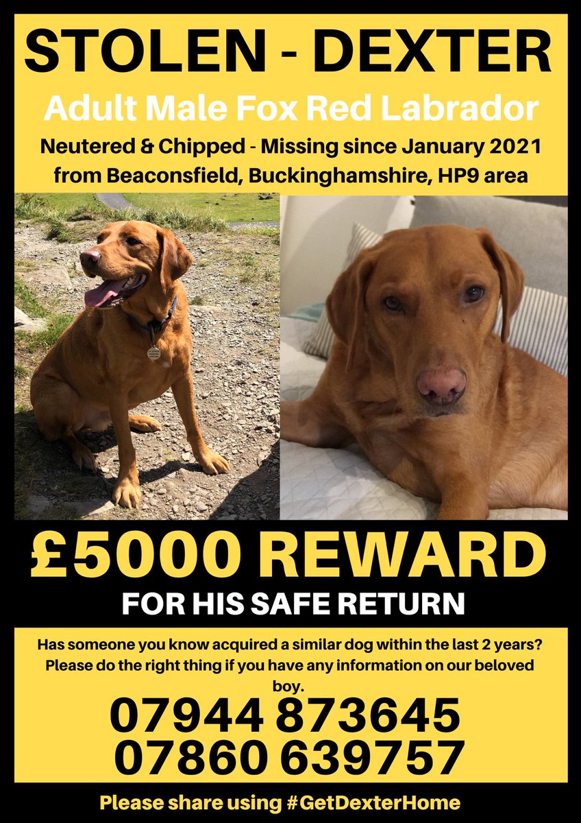 @clarebalding @channel5_tv @bbcstudios @MichAckerley @DrAmirKhanGP @StormHuntley @JBGill @iamradzi @RavWilding Hi Clare, how do we get our boy featured on this? He was taken from us over 2 years ago and we are working so hard to do everything we can to find out where he’s gone 💔 #GetDexterHome