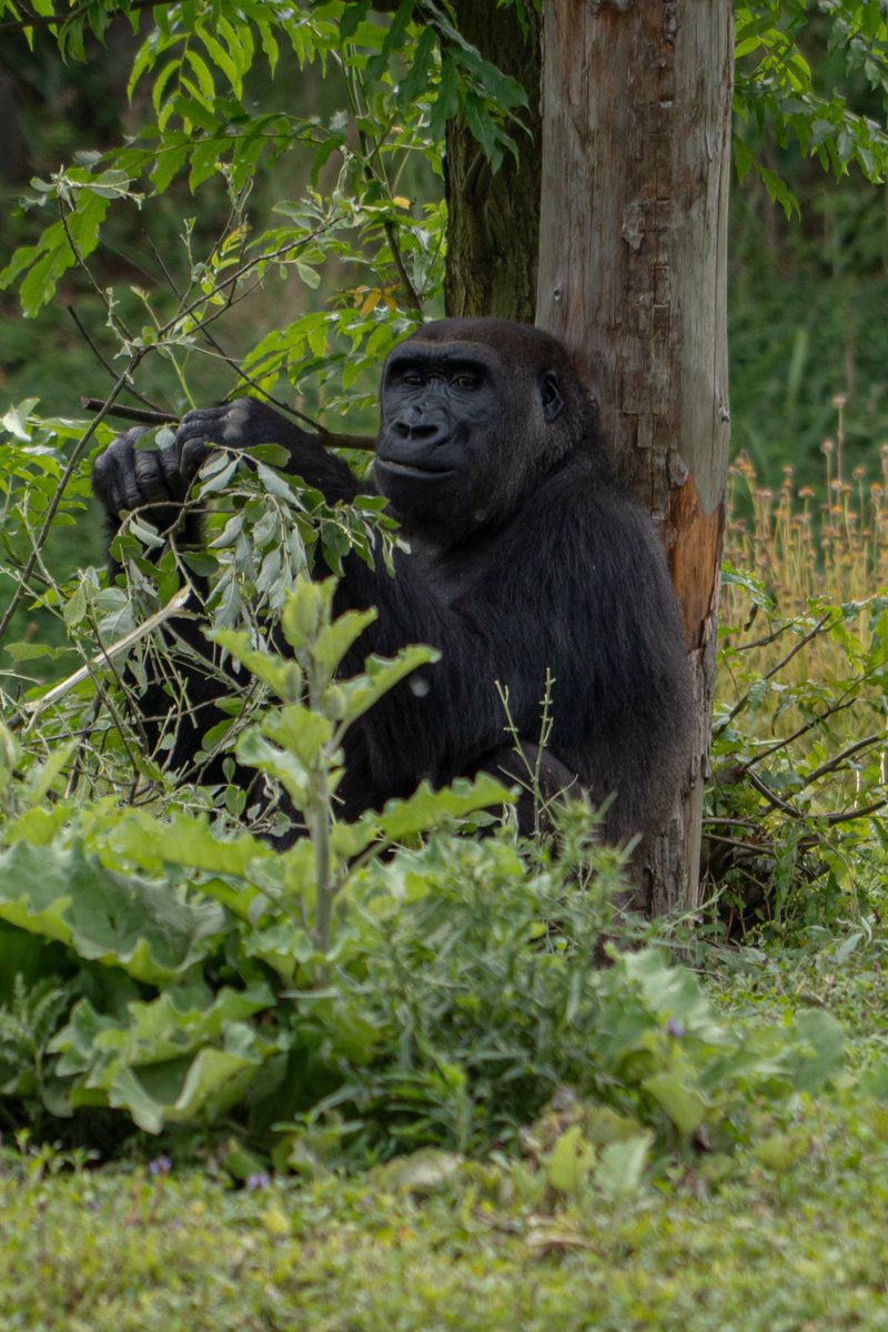 GeoffreyLeveaux's tweet photo. Pairi Daiza, Belgium 🇧🇪

#photography #animals #travel #zoo https://t.co/Z2XDPZpKg1