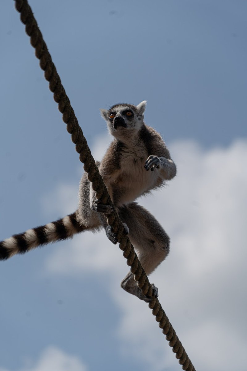 GeoffreyLeveaux's tweet photo. Pairi Daiza, Belgium 🇧🇪

#photography #animals #travel #zoo https://t.co/Z2XDPZpKg1