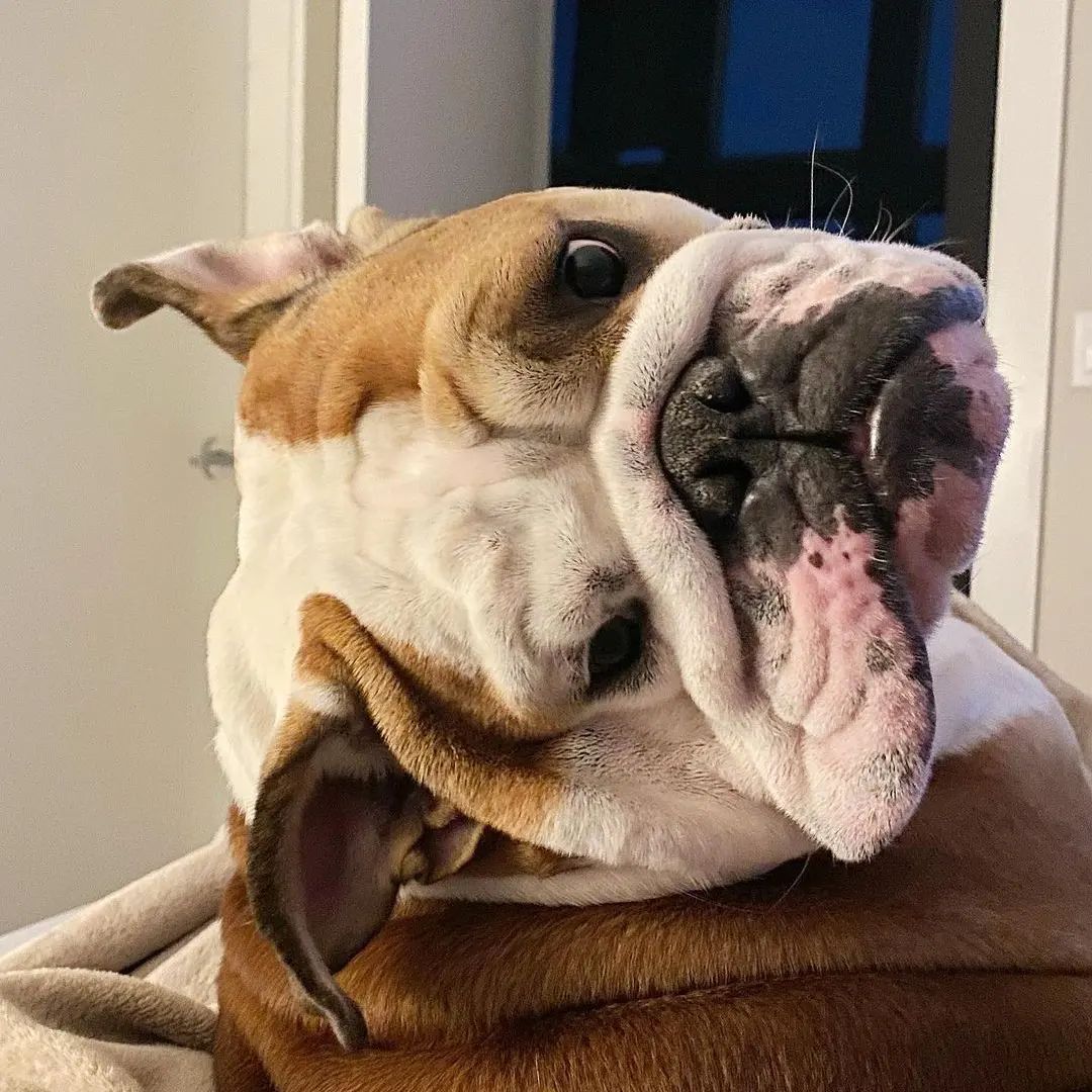 #bulldoglover #bulldog #bulldoglover #dogsoftwitter