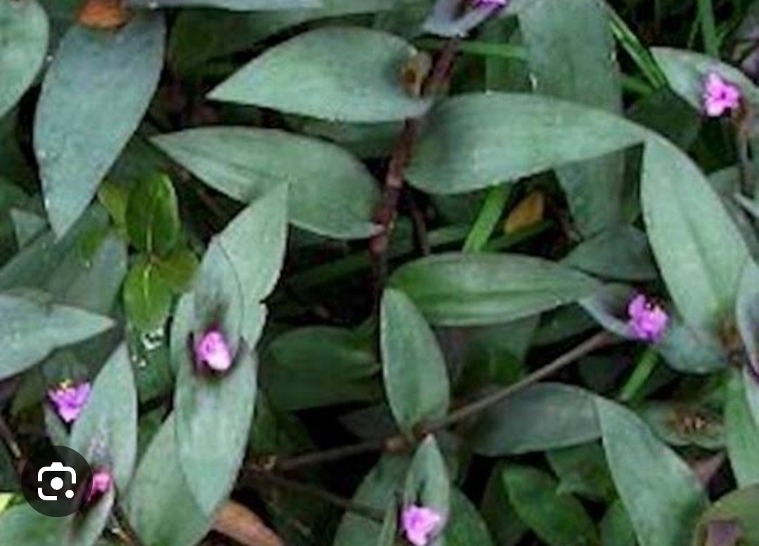 @AmberlynWhite its called tradescantia pallida and it turn purple in the sun and green in shadow :3