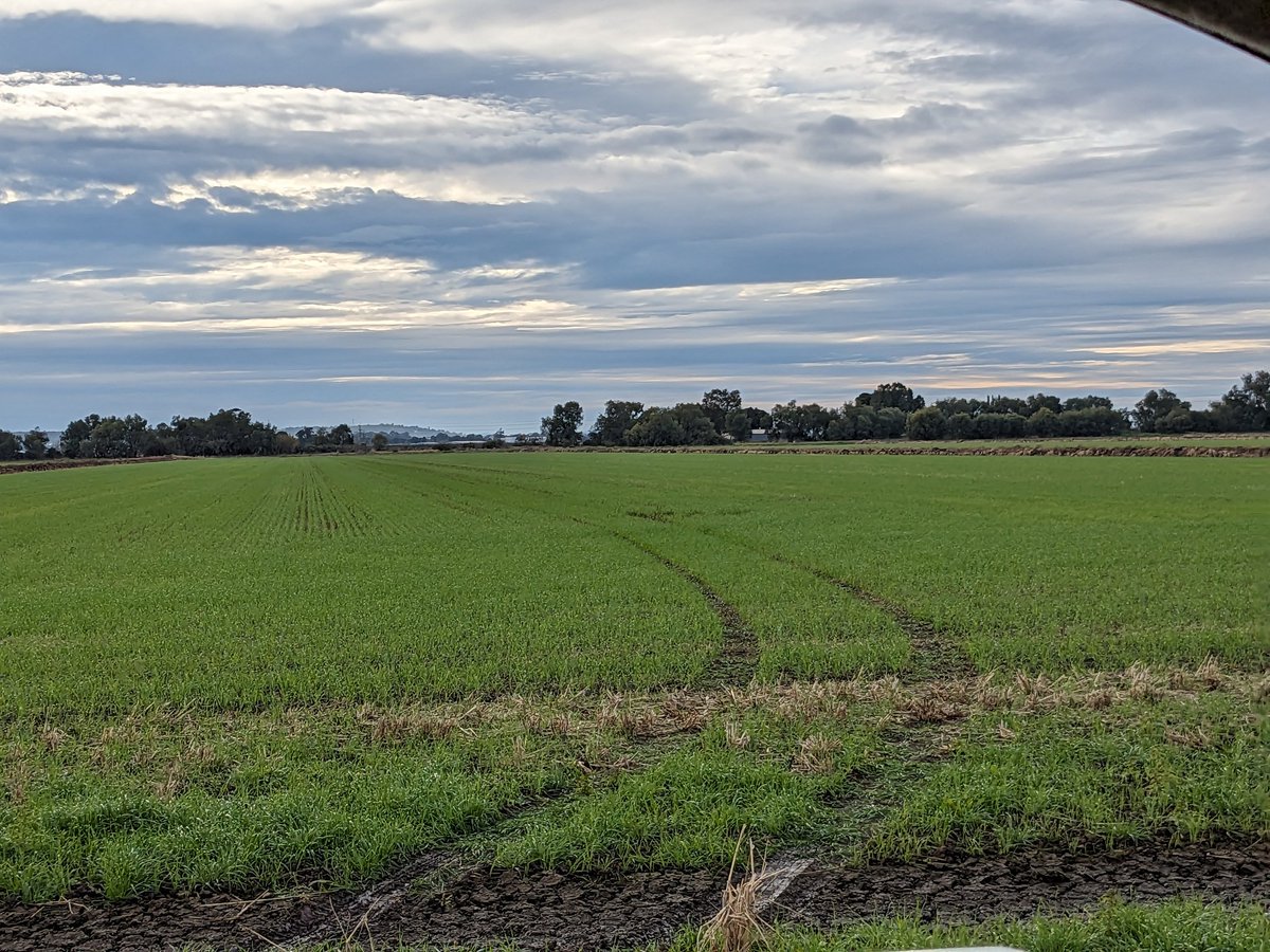 PorcileVirginia's tweet photo. #coolsoilsinitiative
On farm research
#deep N soil sampling #greenurea on #softwheat. https://t.co/PxmDE20UiI