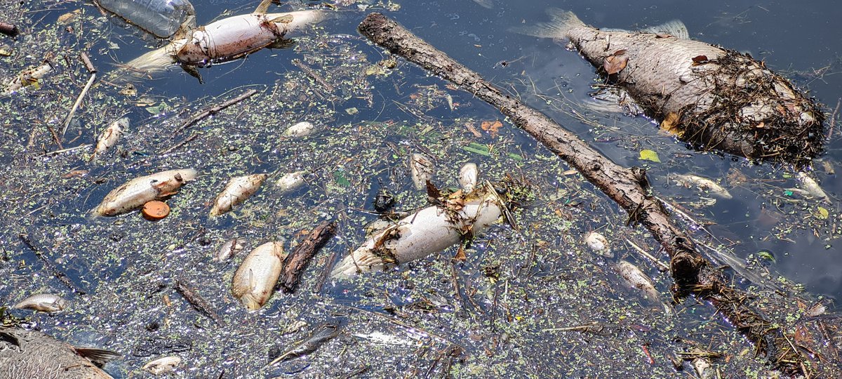 Tragedy at the university lake. Heart-breaking numbers of dead fish. Too hot? Low oxygen? Toxic runoff from the rains? I do not know.