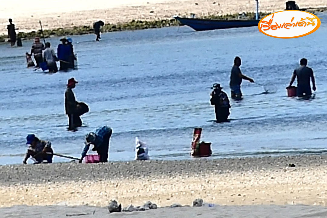 MorningNewsTV3's tweet photo. ปลา���ะเลเกยตื้นตายนับล้านตัว ชาวบ้านหาดทุ่งวัวแล่น แห่เก็บทำปุ๋ย-ขายสร้างรายได้ บอกปลาตายเกิดจากปรากฏการณ์ธรรมชาติ “ปลาน็อกน้ำ” ในช่วงฝนตกสลับแดดออก ทำให้สัตว์น้ำปรับสภาพไม่ทัน

อ่านข่าว : https://t.co/ZwTQjzW5v0

#เรื่องเล่าเช้านี้ #ข่าวช่อง3 #ข่าวภูมิภาค #ชุมพร https://t.co/ouQbr0YXaM