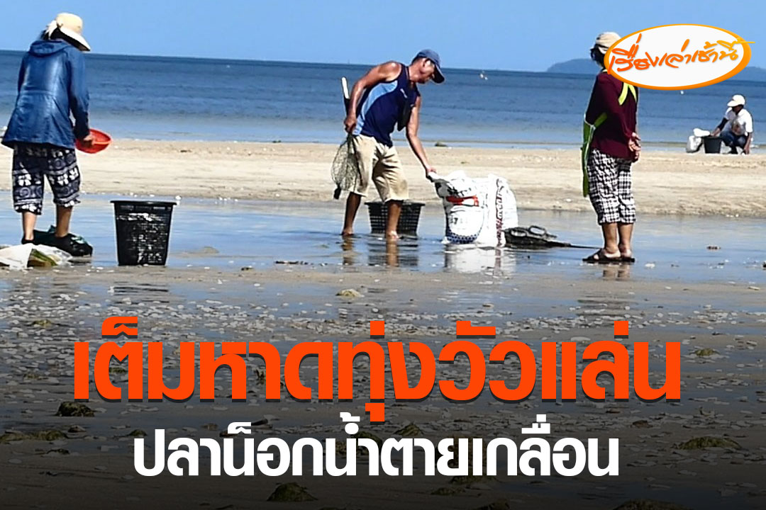 MorningNewsTV3's tweet photo. ปลา���ะเลเกยตื้นตายนับล้านตัว ชาวบ้านหาดทุ่งวัวแล่น แห่เก็บทำปุ๋ย-ขายสร้างรายได้ บอกปลาตายเกิดจากปรากฏการณ์ธรรมชาติ “ปลาน็อกน้ำ” ในช่วงฝนตกสลับแดดออก ทำให้สัตว์น้ำปรับสภาพไม่ทัน

อ่านข่าว : https://t.co/ZwTQjzW5v0

#เรื่องเล่าเช้านี้ #ข่าวช่อง3 #ข่าวภูมิภาค #ชุมพร https://t.co/ouQbr0YXaM