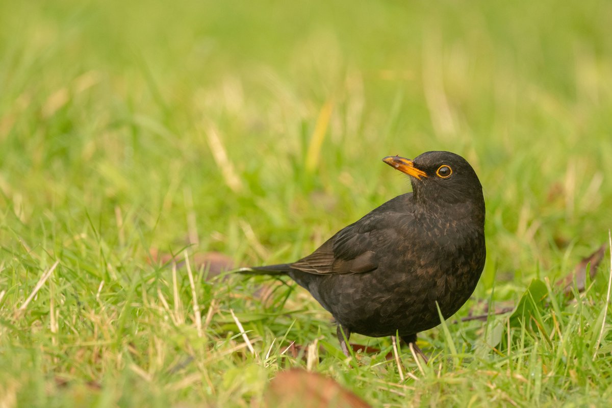 *IMPORTANT NOTICE* 

Unfortunately the cheeky blackbirds who live at Cotehele, have jumped the queue and eaten ALL of the cherries in the orchard so Pick Your Own Cherries has been cancelled.
 
We (not the blackbirds) are sorry for any disappointment caused. 

Photo by Linda C.