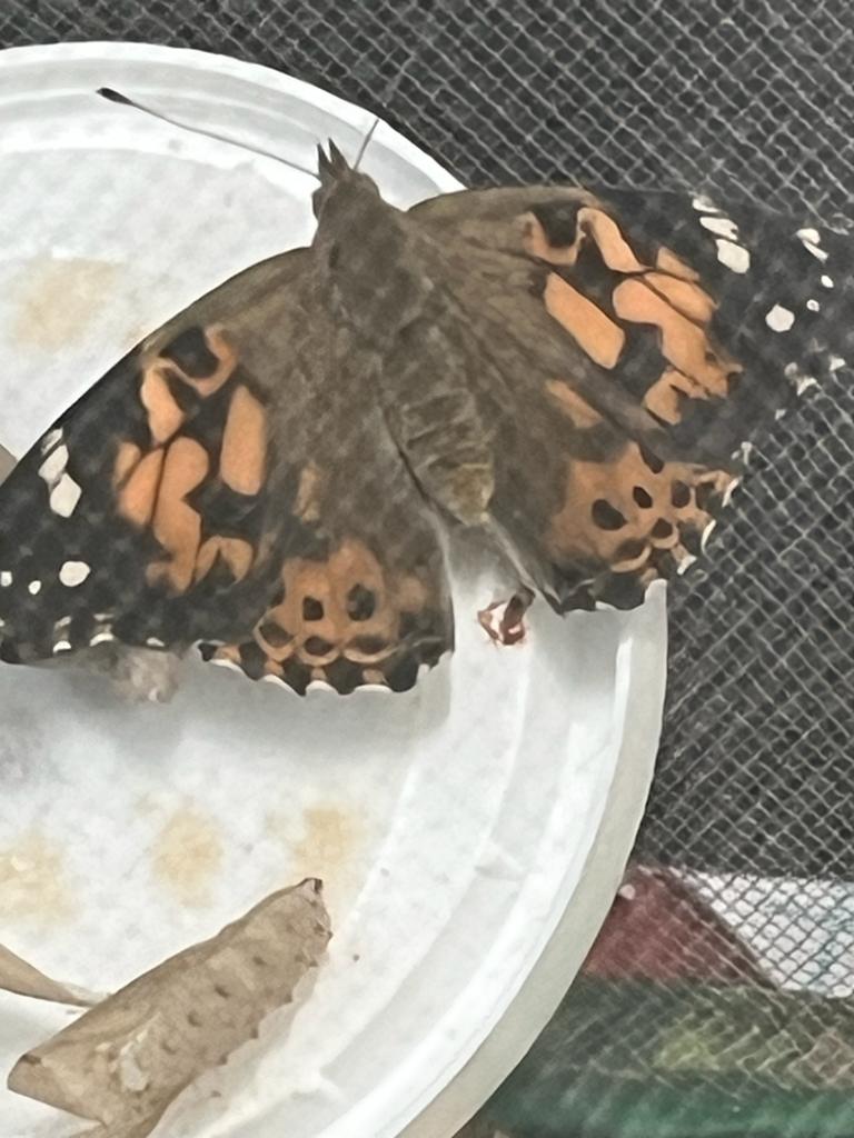 We've been hatching butterflies in our @nmrprimary  club 🦋 We've all been fascinated with how they've turned from caterpillar to beautiful Red Admirals in what seemed like no time at all!
So wonderful to release them safely into the wild too.

#afterschoolclubs #nature