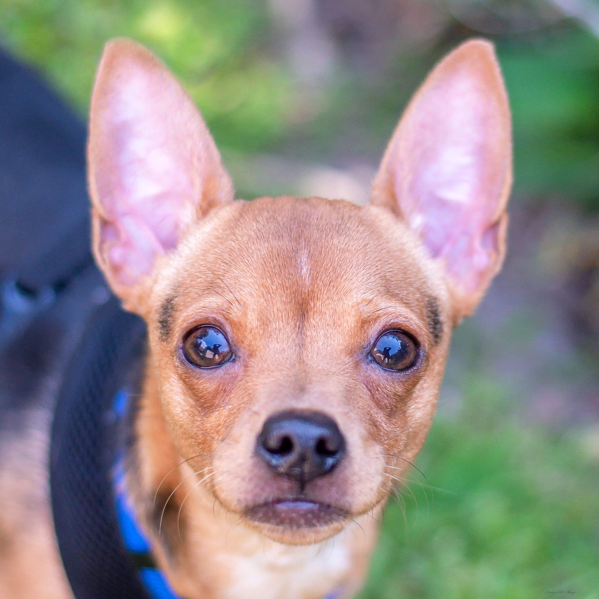 second_rescue's tweet image. Scooby- 6 months old, 7 lb. male Chihuahua Mix, neutered, microchipped, UTD on vaccines &amp;amp; HW neg.  He is a little timid but is coming around in his foster home.  Likes to play with other small dogs. Please apply at    secondchancedogrescuela.org/.../adoption..… .   or call 225-931-9157 for more info
