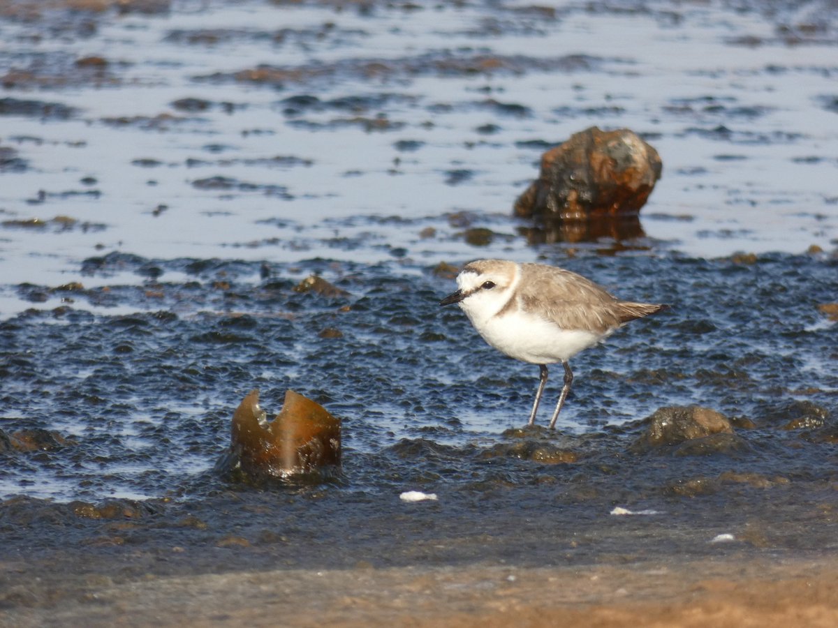 ⏳⏳ Deadline extended! Still time until June 30th to apply for two amazing postdoc positions at @KLIVVWien and @UNIVET_Budapest to study how the social environment affects parental care in #KentishPlovers!! evol.mcmaster.ca/~brian/evoldir… Please RT!