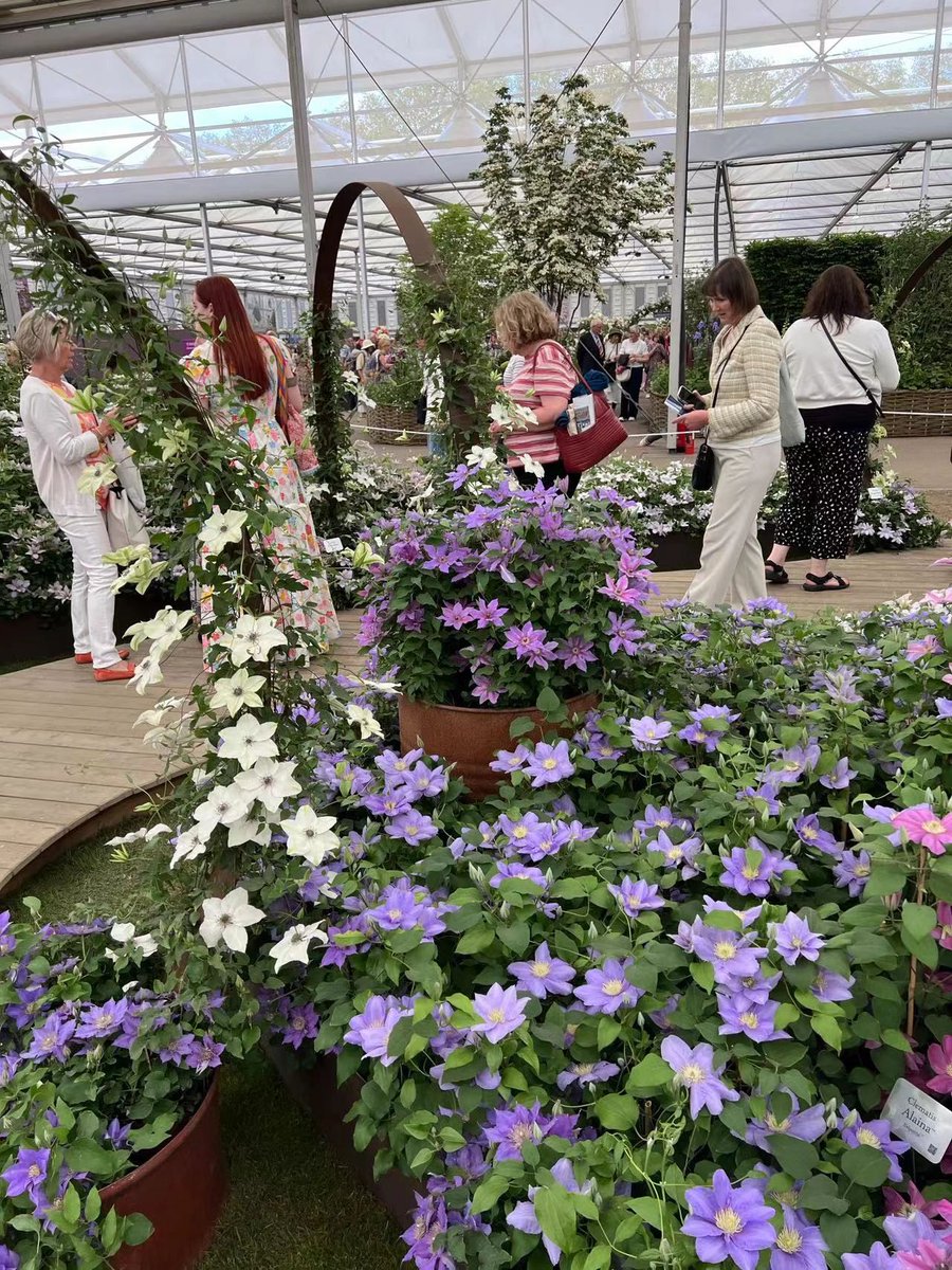 So beautiful  (RHS Chelsea Flower Show)💜💛