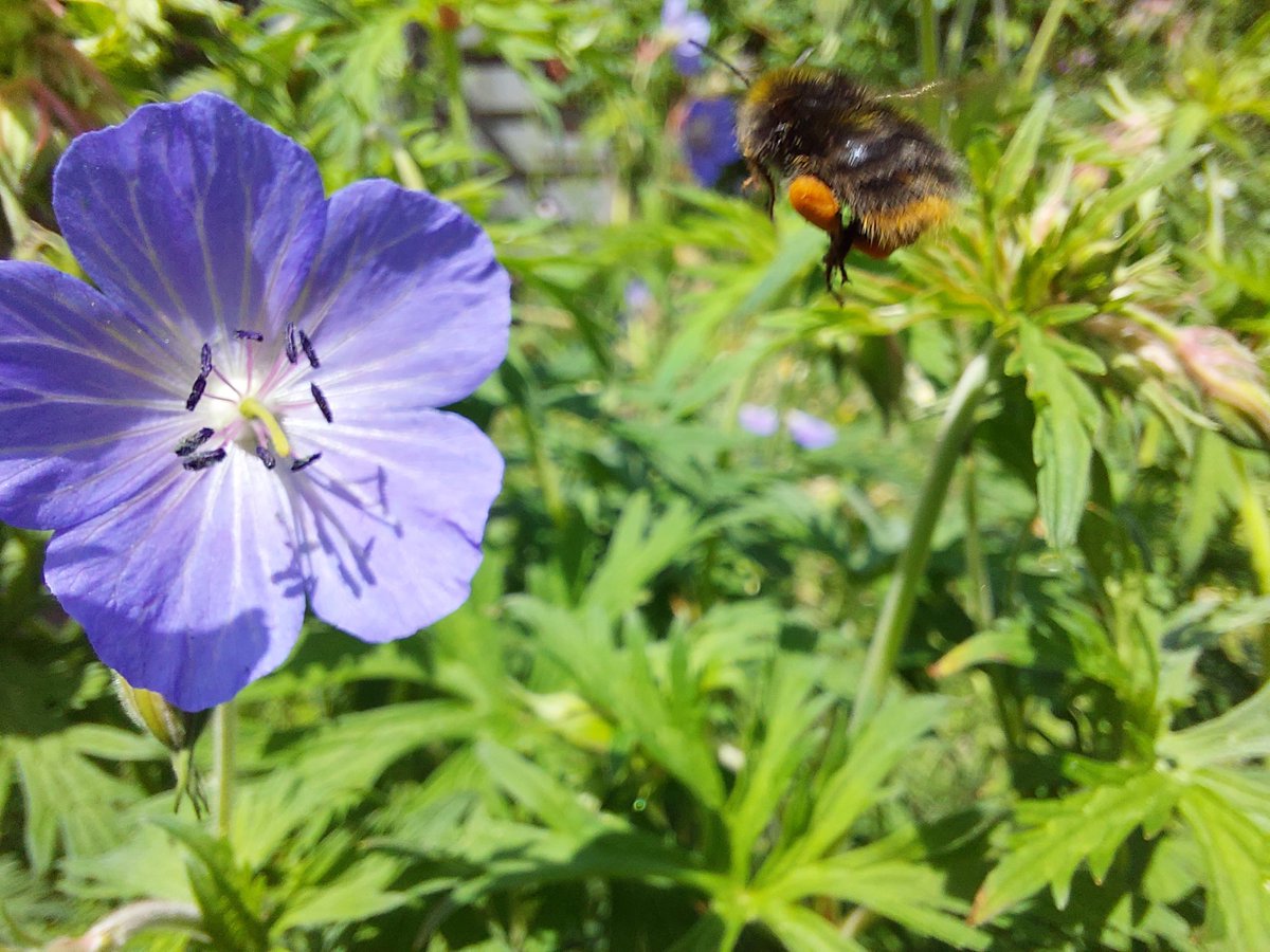 The Meadow Cranesbill in the 'lawn' is doing well and the bees are stuffing their pollen baskets with it #Bumblebees #NoMowMay #LetItBloomJune @Love_plants @BumblebeeTrust