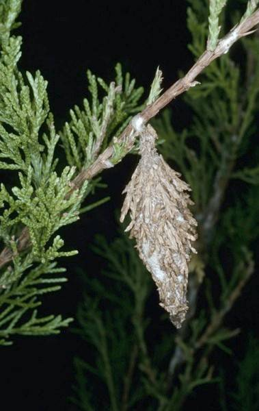 MyKofm's tweet photo. We talked about bagworms this morning, and if you're like Kaylee and have never seen a bagworm, check out this page!

https://t.co/7Ag3jiRR7P. https://t.co/bDcxJJ9NB4