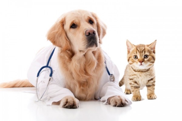 4SNiPit's tweet photo. BOOK TODAY!! June 26th Vaccine Clinic
Only $10 office visit, we offer yearly vaccines, heartworm or FEL/FIV test, microchip and preventions.
*$25 mission fee will be automatically added for unaltered pets.
https://t.co/cCUb9bVgjG
https://t.co/xMFSVPU2Lt https://t.co/vwJUFOtBFy