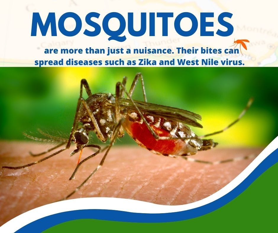 HCfightsthebite's tweet photo. Mosquito-borne diseases kill up to 1 million people every year. #NationalMosquitoWeek educate people about the worldโs deadliest animal.
#MosquitoControlWeek #MosquitoWeek #NMCAW2023 https://t.co/B8SJV3aKKL