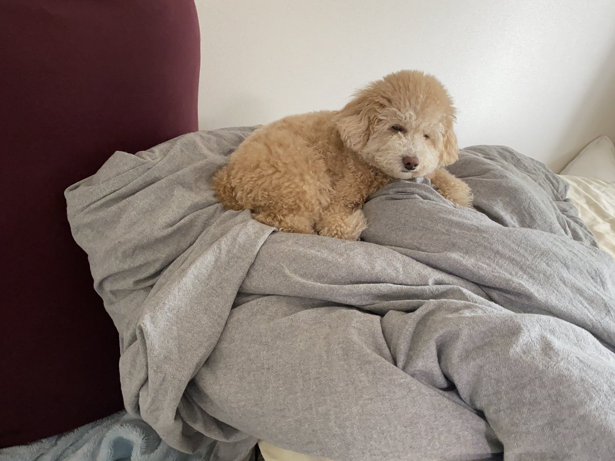 monatanmonatan's tweet photo. ほぼ落ちてたから
↓
ずらしてあげたら
↓
ゆったりできた
ようです。

#トイプードル
#犬 https://t.co/VZnYMHAifB