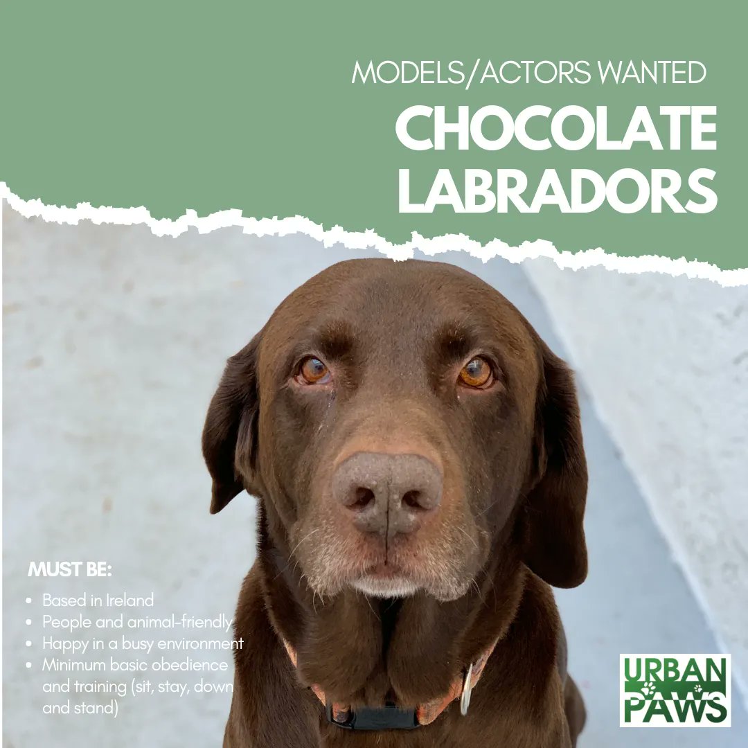 🚨🐾 CASTING CALL - CHOCOLATE LABRADOR 🐾🚨

Our 🕵️‍♂️ agents are on the hunt for Chocolate Labradors based in Ireland! They must have/be:
🐶 Basic training
🐶 Obedience
🐶 People-friendly

Apply via email today 👉 info@urbanpawsireland.com 

#CastingCall #DogActors #Labradors