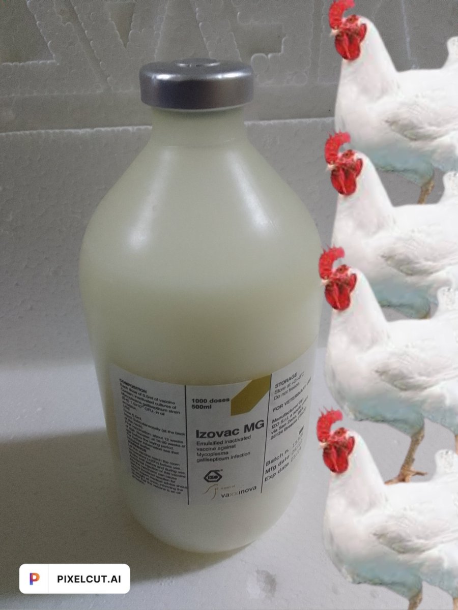 AgricareStdPlus's tweet photo. MG Oil Vaccine prevents against Mycoplasma Gallisepticum Infection in poultry
 For more Information: 09159966846 https://t.co/agG68rO5iH