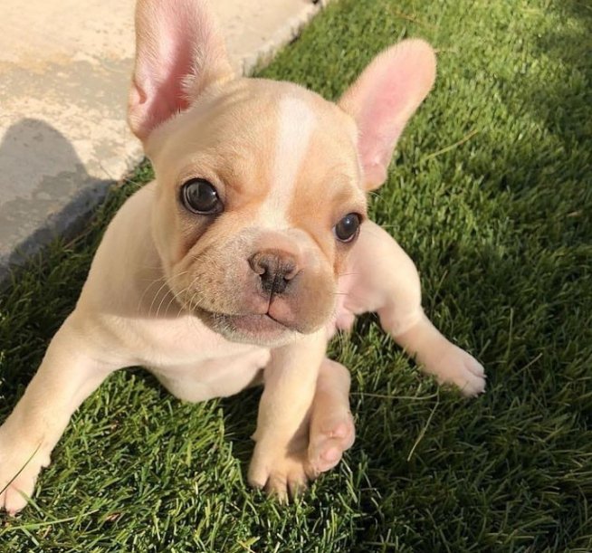 So cute🥰

#frenchielover #frenchie #frenchielover #dogsoftwitter