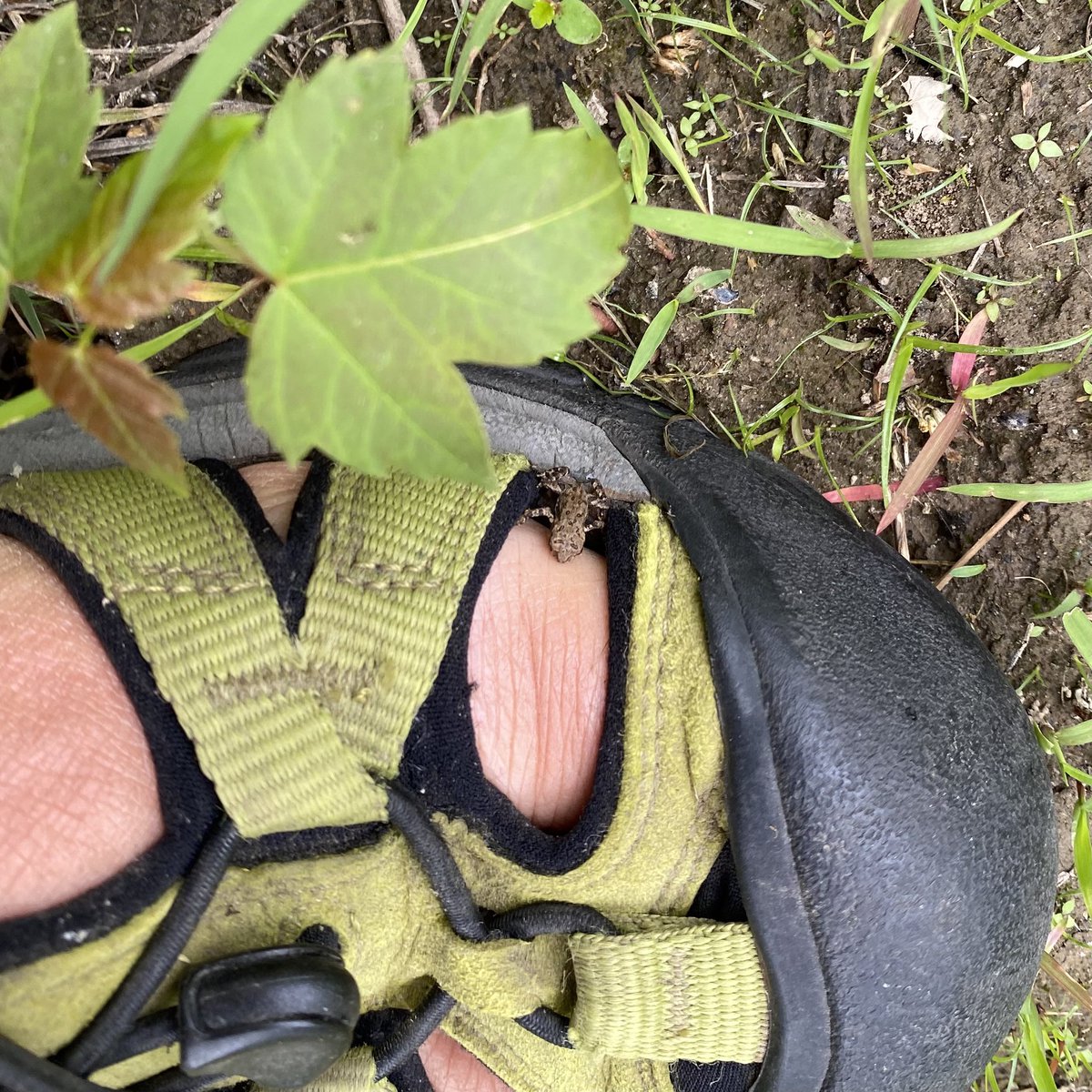 bethkatzPA's tweet photo. Toadlet jumped on my foot at Conoy Wetlands near Falmouth boat launch. @LancConservancy https://t.co/pPy3JIzztb