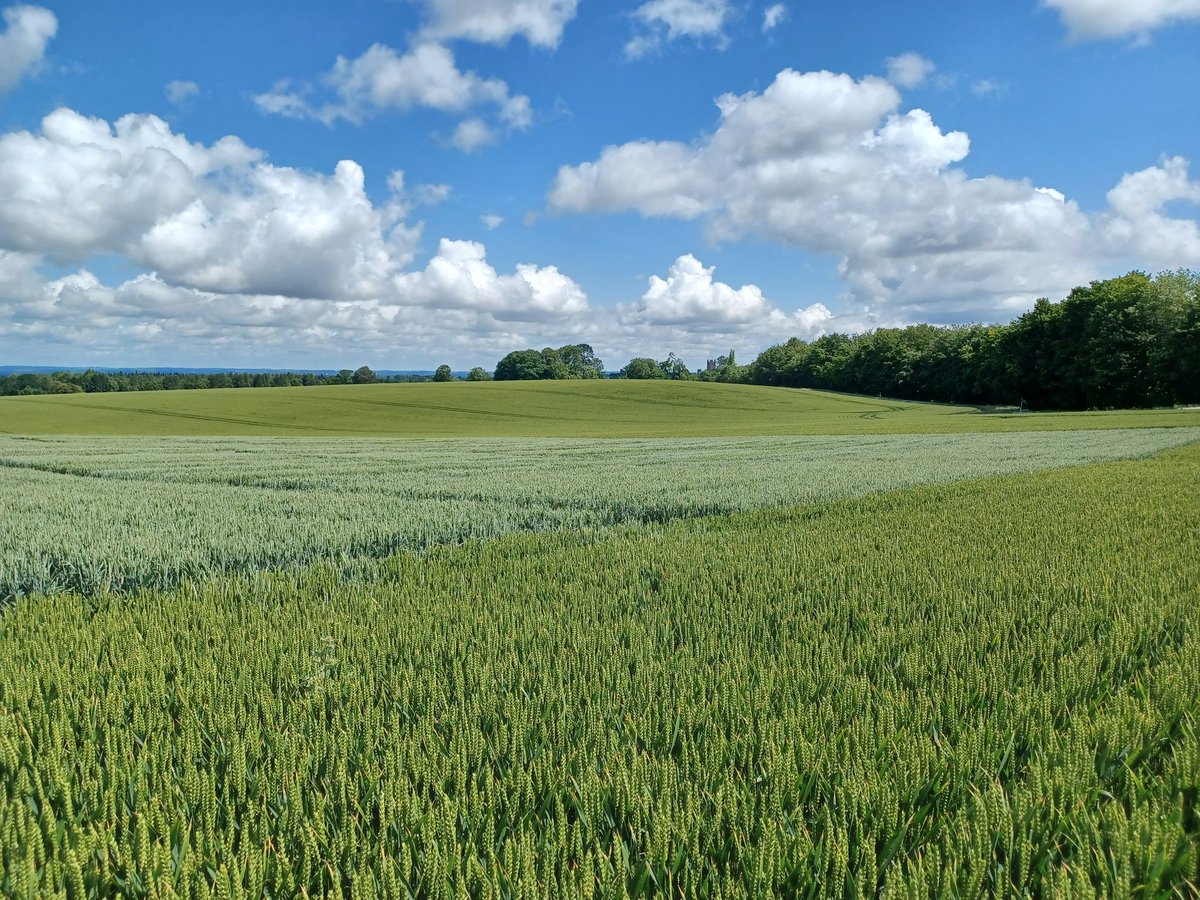 reglimagrain's tweet photo. Join @LGSeedsUK at our stunning demo day location of @HighclereCastle Newbury today pm
Plenty to talk about #wheatvarities #Genetics
PC - RG20 9QE
(blank,daydreams,food) https://t.co/O4DPIcLDSA