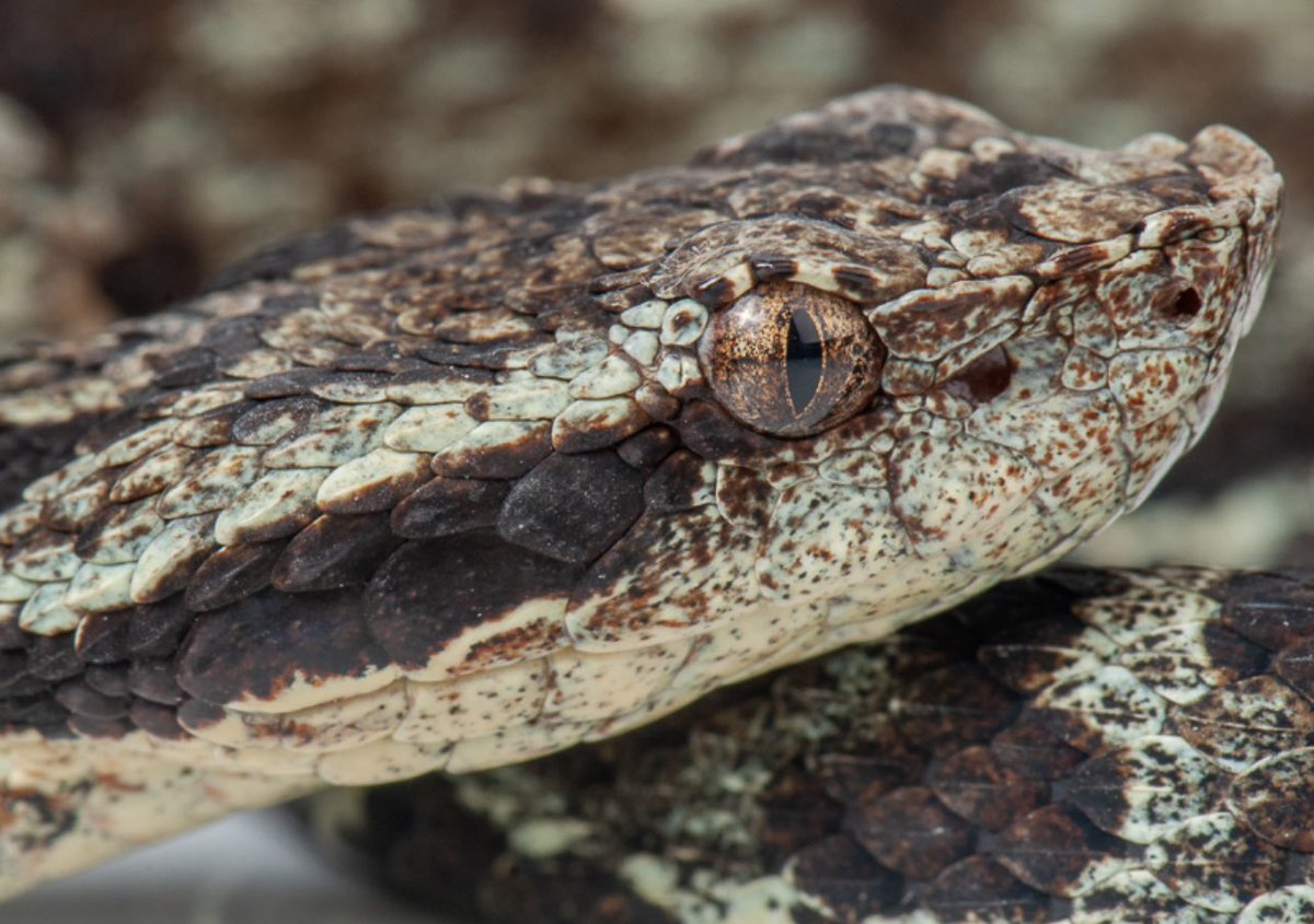 Venezuela cuenta con varias especies que son endémicas como la Bothrops medusa que vemos en la foto a pesar de ser venenosa debe ser protegida, su distribución en Venezuela y el mundo son los estados Aragua, Vargas, Miranda, Carabobo y el Distrito Capital #serpientesdevenezuela