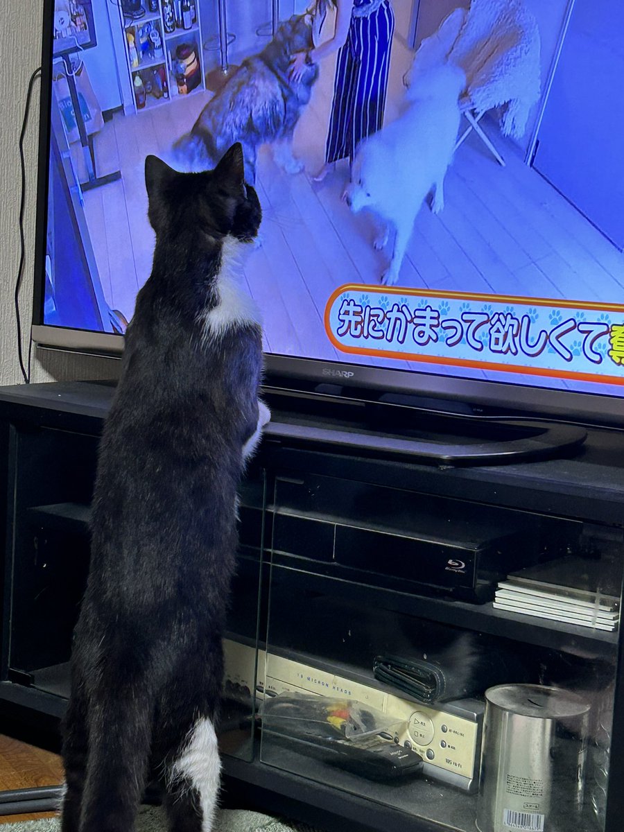 こいけくんは動物番組が大好き